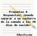 Preguntas & Respuestas: ¿puedo separar a un cachorro de la camada a los 20 dias de nacido?