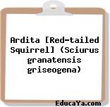 Ardita [Red-tailed Squirrel] (Sciurus granatensis griseogena)