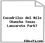 Cocodrilos del Nilo (Rancho Texas Lanzarote Park)